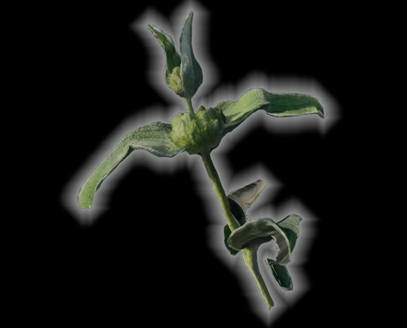 Random Image